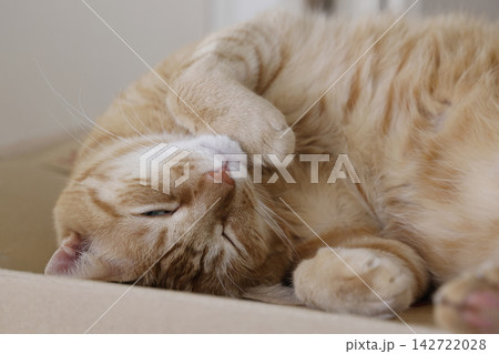 猫ちゃん親子の日常風景 猫ちゃん親子の日常風景 142722028