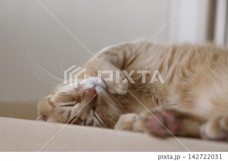 猫ちゃん親子の日常風景 142722031