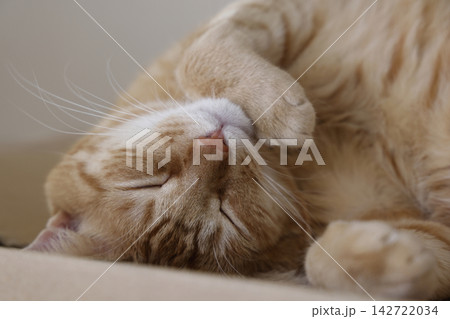 猫ちゃん親子の日常風景 猫ちゃん親子の日常風景 142722034