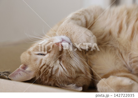 猫ちゃん親子の日常風景 142722035
