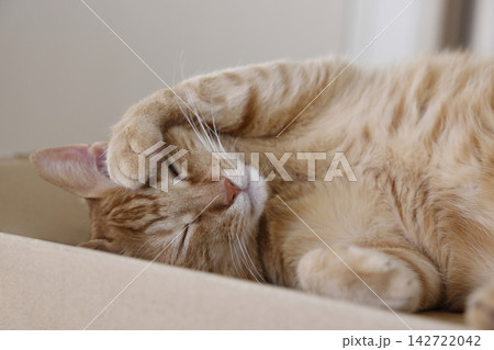 猫ちゃん親子の日常風景 猫ちゃん親子の日常風景 142722042