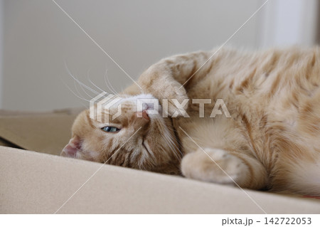 猫ちゃん親子の日常風景 猫ちゃん親子の日常風景 142722053