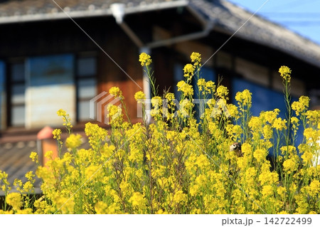 菜の花が咲く3月 菜の花が咲く3月 142722499