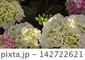 満開に咲き誇る白と淡いグリーンの美しいアジサイの花 142722621