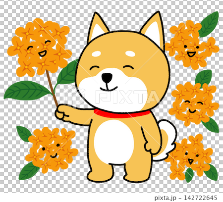 兩隻柴犬在橘色桂花的環繞下顯得很開心。 兩隻柴犬在橘色桂花的環繞下顯得很開心。 142722645