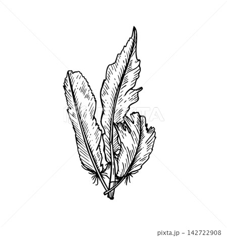 Three feathers drawn in vintage engraving style. Hand drawn bunch of bird feathers black ink vector illustration. Monochrome plumage sketch design for stationery, decorative invitation cards. 142722908