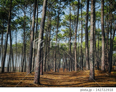 Pine tree forest in Ovar dunes perimeter Maceda 142722918