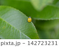キイロテントウ 142723231