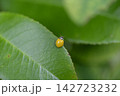 キイロテントウ 142723232