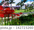 彼岸花 142723260
