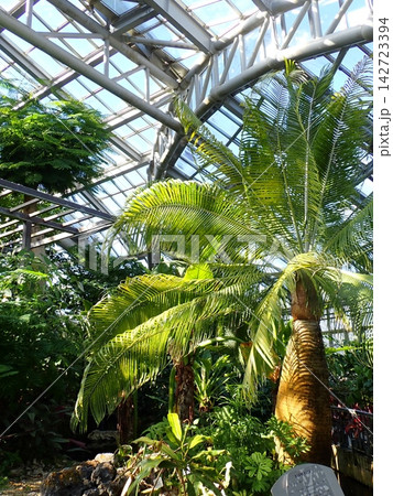ミズヤシ　温室　京都府立植物園 142723394
