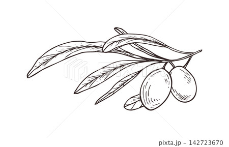 Olive branch with narrow leaves and two berries illustration in sketch style. Hand drawn Mediterranean plant etching. Monochrome botanical fruit twig for food menu, olive oil packaging Olive branch with narrow leaves and two berries illustration in sketch style. Hand drawn Mediterranean plant etching. Monochrome botanical fruit twig for food menu, olive oil packaging 142723670