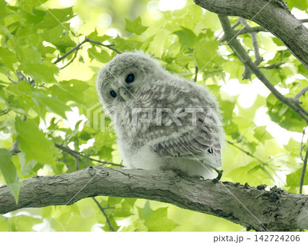 木の上で親を待つエゾフクロウの幼鳥 木の上で親を待つエゾフクロウの幼鳥 142724206