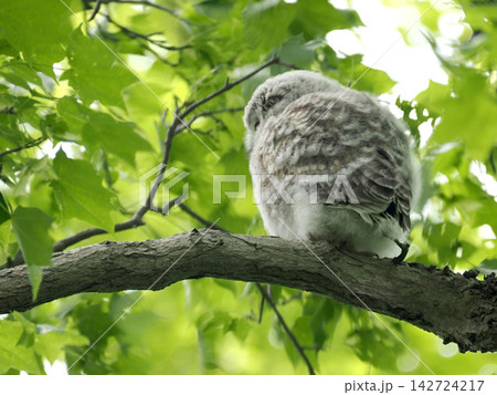 木の上で親を待つエゾフクロウの幼鳥 木の上で親を待つエゾフクロウの幼鳥 142724217