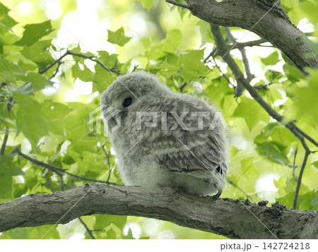木の上で親を待つエゾフクロウの幼鳥 木の上で親を待つエゾフクロウの幼鳥 142724218