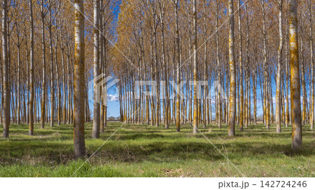 Poplar Plantation, Spain Poplar Plantation, Spain 142724246
