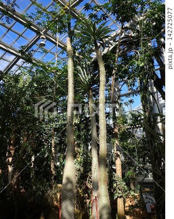 アアソウカイ　温室　京都府立植物園 142725077