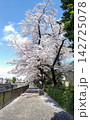 川沿いの遊歩道に咲く満開の桜と散った花びら 142725078