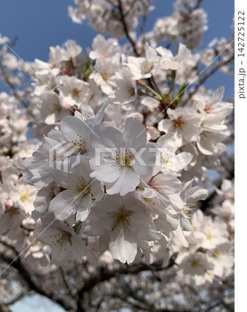 青空に映える満開の桜 青空に映える満開の桜 142725122