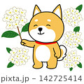 白色の銀木犀に囲まれてうれしそうなしばいぬ 142725414