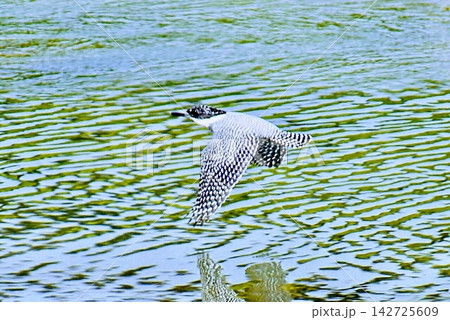 川の水面スレスレを飛ぶヤマセミ 川の水面スレスレを飛ぶヤマセミ 142725609