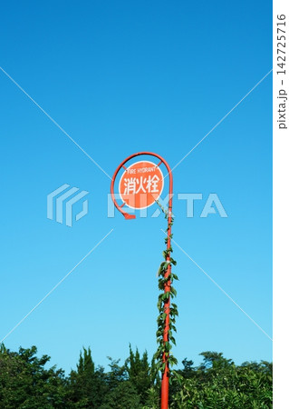 つる植物が絡んだ消火栓の標識と夏の青空 つる植物が絡んだ消火栓の標識と夏の青空 142725716
