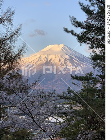桜越しに望む夕日に染まる春の富士山 桜越しに望む夕日に染まる春の富士山 142725829