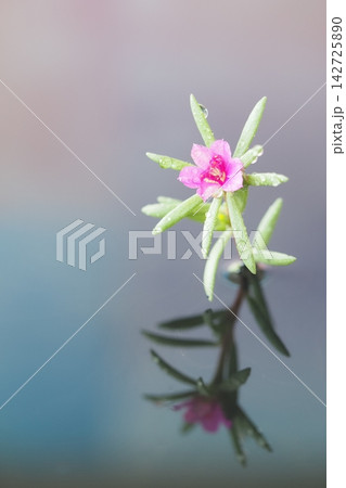 ピンクの小さな花と映り込み 142725890