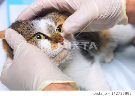 Cat Eye Examination at Veterinary Clinic, Veterinarian Checking Feline Eyes Close Up 142725993