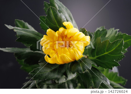 黄色い花 菊 黄色い花 菊 142726024