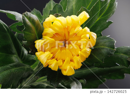黄色い花 菊 黄色い花 菊 142726025