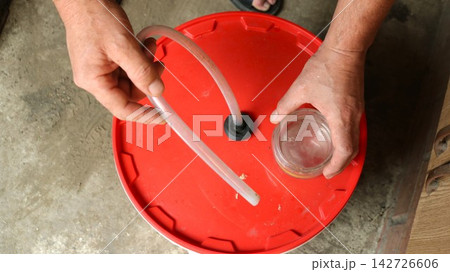 The process of home fermenting fruit mash in a plastic bucket. Male hands are lifting the red lid fitted with an airlock tube to reveal the mash made from crushed apples underneath. The process of home fermenting fruit mash in a plastic bucket. Male hands are lifting the red lid fitted with an airlock tube to reveal the mash made from crushed apples underneath. 142726606