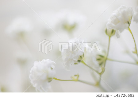 Delicate white flowers with ruffled petals and green stems arranged in a soft-focus background, creating a serene and elegant floral composition Delicate white flowers with ruffled petals and green stems arranged in a soft-focus background, creating a serene and elegant floral composition 142726682