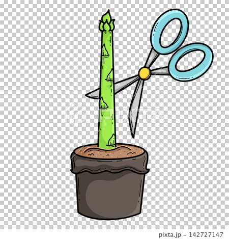 Asparagus Life Cycle Asparagus Life Cycle 142727147