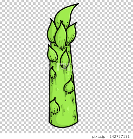 Asparagus Life Cycle Asparagus Life Cycle 142727151