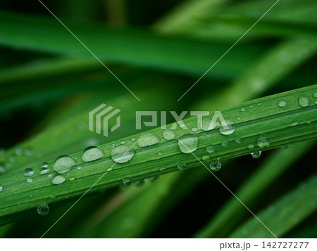 雨の日に雨粒が付いた植物の葉 雨の日に雨粒が付いた植物の葉 142727277