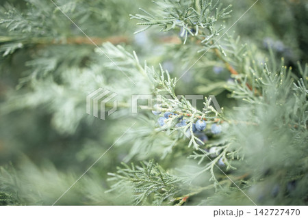 Close-up view of green foliage with small blue berries on a branch, showcasing the intricate details of the leaves and natural textures in a soft focus background Close-up view of green foliage with small blue berries on a branch, showcasing the intricate details of the leaves and natural textures in a soft focus background 142727470