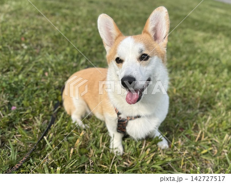 Happy 2-year-old Welsh Corgi walking outdoors on leash, young adult dog enjoying daily exercise, responsible pet ownership concept. Photo Happy 2-year-old Welsh Corgi walking outdoors on leash, young adult dog enjoying daily exercise, responsible pet ownership concept. Photo 142727517