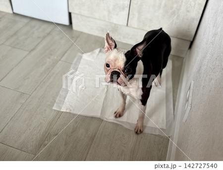 Chocolate and white Boston Terrier standing on disposable puppy pad at home, housebreaking and pet hygiene training concept, indoor care. High quality photo 142727540