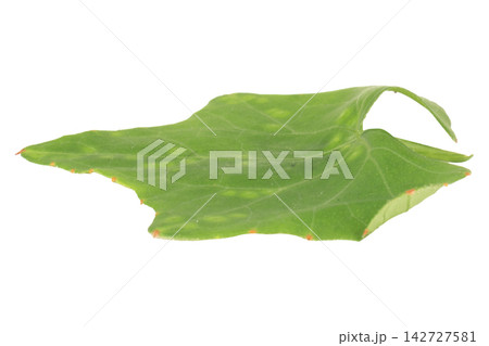 leaf isolated on white background leave leaf isolated on white background leave 142727581