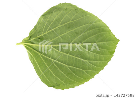 leaf isolated on white background leaves leaf isolated on white background leaves 142727598