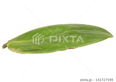 leaf isolated on white background leaves leaf isolated on white background leaves 142727599
