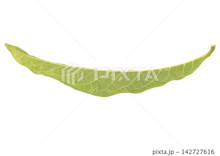 leaf isolated on white background leave leaf isolated on white background leave 142727616