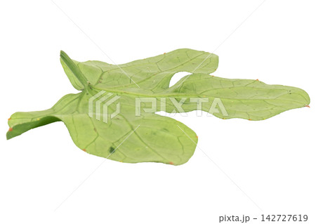 leaf isolated on white background leave leaf isolated on white background leave 142727619