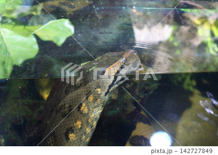 Green Anaconda Head Breaking the Water Surface in an Aquarium 142727849