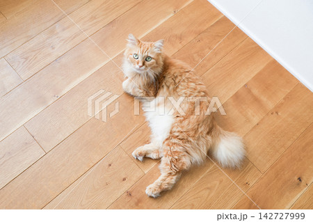 フローリングにいる中毛の茶トラ猫 142727999