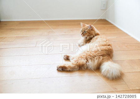 フローリングにいる中毛の茶トラ猫 142728005
