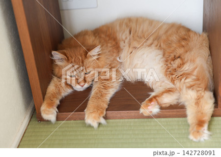 本棚の間に入る茶トラ猫と畳の部屋 本棚の間に入る茶トラ猫と畳の部屋 142728091