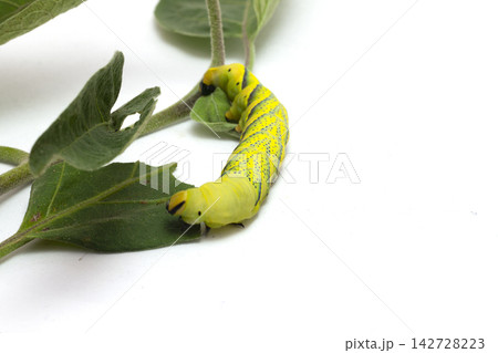green caterpillar of the butterfly moth with green leaves 142728223