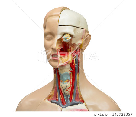 Neck and throat human model anatomy for medical training course, teaching medicine education isolated on white background with clipping path. 142728357